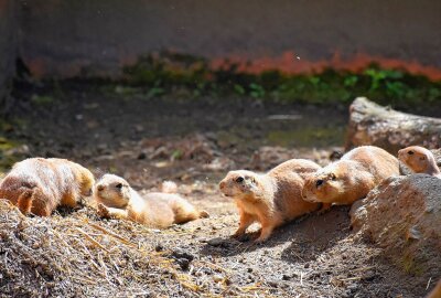 Nachwuchs bei den Schwarzschwanz - Präriehunden - Im Limbacher Tierpark gibt es derzeit gleich mehrere Kinderstuben. Foto: MaikBohn