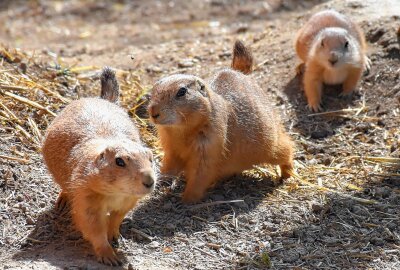 Nachwuchs bei den Schwarzschwanz - Präriehunden - Im Limbacher Tierpark gibt es derzeit gleich mehrere Kinderstuben. Foto: MaikBohn