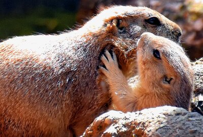 Nachwuchs bei den Schwarzschwanz - Präriehunden - Im Limbacher Tierpark gibt es derzeit gleich mehrere Kinderstuben. Foto: MaikBohn