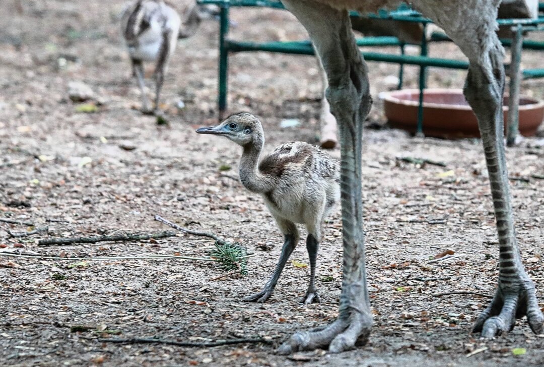 Nachwuchs bei den südamerikanischen Laufvögeln - Am Mittwoch, dem 8. Mai, sind auf der Südamerika-Anlage des Tierparks Chemnitz zwei Küken bei den Nandus geschlüpft. Foto: Jan Kloesters