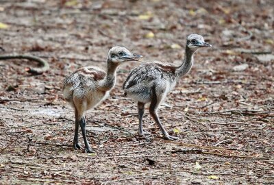 Nachwuchs bei den südamerikanischen Laufvögeln - Am Mittwoch, dem 8. Mai, sind auf der Südamerika-Anlage des Tierparks Chemnitz zwei Küken bei den Nandus geschlüpft. Foto Jan Kloesters