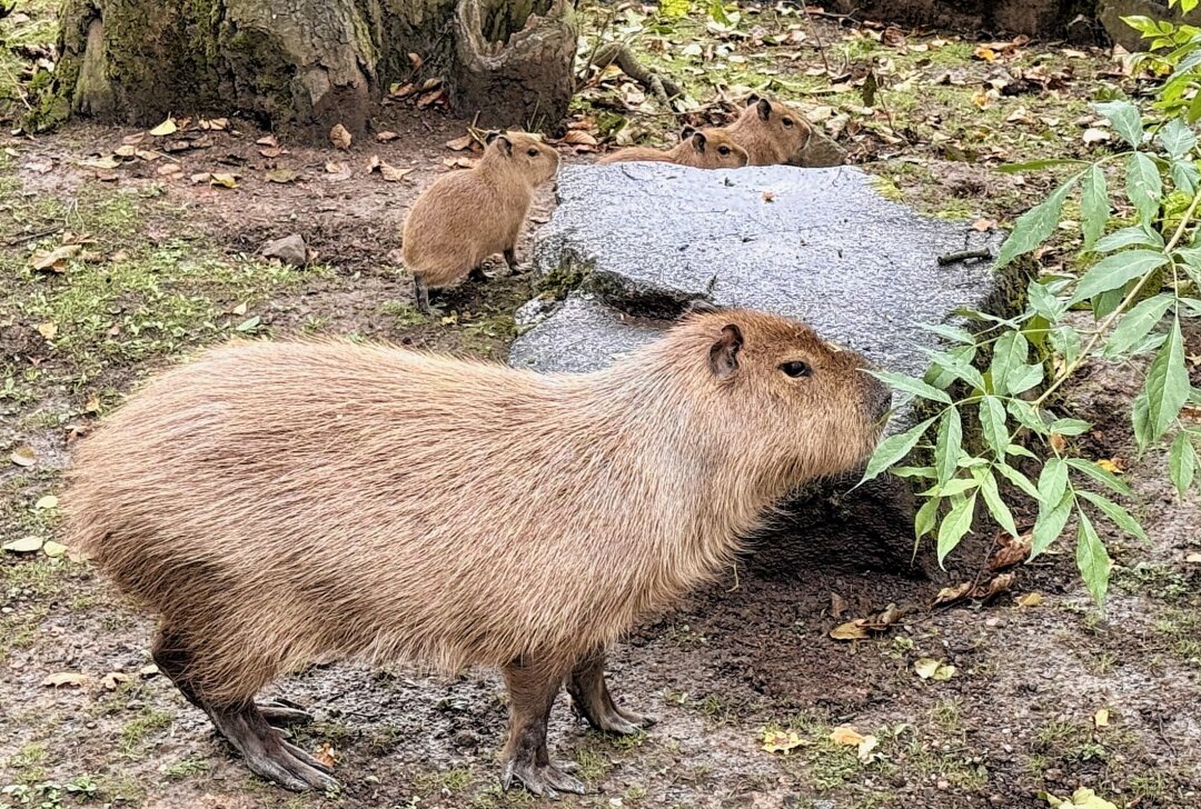 Nachwuchs beim BLICK.de-Capybara in Hirschfeld: Erster Zuwachs seit 10 Jahren - Das Blick.de Capybara hat sein Zuhause im Tierpark in Hirschfeld - jetzt gibt es bei den Tieren Nachwuchs. Foto: Ralf Wendland