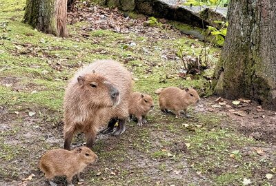 Nachwuchs beim BLICK.de-Capybara in Hirschfeld: Erster Zuwachs seit 10 Jahren - Das Blick.de Capybara hat sein Zuhause im Tierpark in Hirschfeld - jetzt gibt es bei den Tieren Nachwuchs. Foto: Ralf Wendland