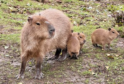 Nachwuchs beim BLICK.de-Capybara in Hirschfeld: Erster Zuwachs seit 10 Jahren - Das Blick.de Capybara hat sein Zuhause im Tierpark in Hirschfeld - jetzt gibt es bei den Tieren Nachwuchs. Foto: Ralf Wendland