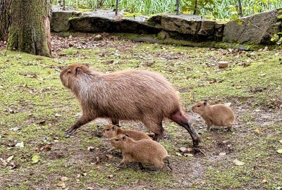 Nachwuchs beim BLICK.de-Capybara in Hirschfeld: Erster Zuwachs seit 10 Jahren - Das Blick.de Capybara hat sein Zuhause im Tierpark in Hirschfeld - jetzt gibt es bei den Tieren Nachwuchs. Foto: Ralf Wendland