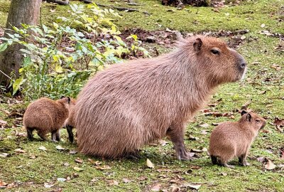 Nachwuchs beim BLICK.de-Capybara in Hirschfeld: Erster Zuwachs seit 10 Jahren - Das Blick.de Capybara hat sein Zuhause im Tierpark in Hirschfeld - jetzt gibt es bei den Tieren Nachwuchs. Foto: Ralf Wendland