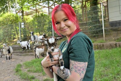 Nachwuchs im Auer Zoo der Minis - Zootierpflegerin Sabrina Fröhlich mit einer der neugeborenen Mini-Ziegen. Foto: Ralf Wendland