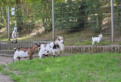 Nachwuchs im Auer Zoo der Minis - Im Auer Zoo der Minis gibt es Nachwuchs bei den Afrikanischen Zwergziegen. Foto: Ralf Wendland