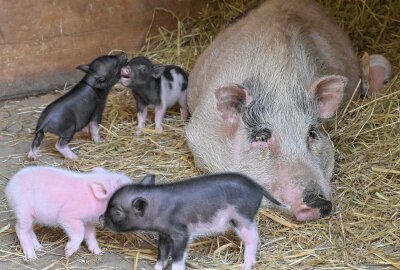 Nachwuchs im Auer Zoo der Minis - Zootierpflegerin Sabrina Fröhlich mit zwei der neugeborenen Mini-Schweine. Foto: Ralf Wendland