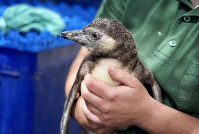 Nachwuchs im Dresdner Zoo: Vier Pinguine geschlüpft - Der Zoo Dresden darf sich über Nachwuchs freuen. Foto: xcitepress/Benedict Bartsch.