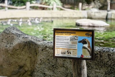 Nachwuchs im Dresdner Zoo: Vier Pinguine geschlüpft - Der Zoo Dresden darf sich über Nachwuchs freuen. Foto: xcitepress/Benedict Bartsch.