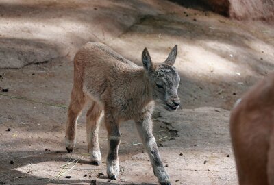 Nachwuchs im Tierpark Chemnitz: Zwei Steinbock-Jungtiere erblicken das Licht der Welt - Im Tierpark Chemnitz gab es Nachwuchs im Gehege der Westkaukasischen Steinböcke. Foto: Jan Klösters, Tierpark Chemnitz