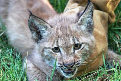 Name gesucht: Nachwuchs bei größter Katzenart Deutschlands im Tierpark Chemnitz - Das junge Luchs-Nachwuchs im Wildgatter. Foto: Jan Klösters