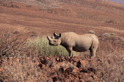 Namibia: Wie Tierschutz und Tourismus zusammenhängen - Gefährdete Art: ein Spitzmaulnashorn in der Namib-Wüste.