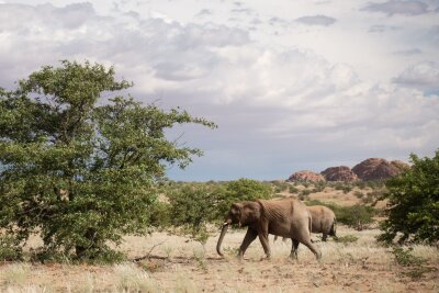 Namibia: Wie Tierschutz und Tourismus zusammenhängen - Per Du mit den Dickhäutern: "Elephant Human Relations Aid" organisiert Elefanten-Beobachtungstouren.