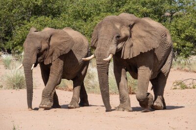 Namibia: Wie Tierschutz und Tourismus zusammenhängen - Die zähen und genügsamen Elefanten sind etwas Besonderes und werden deshalb landläufig auch Wüstenelefanten genannt.