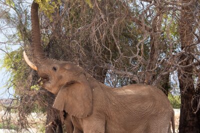 Namibia: Wie Tierschutz und Tourismus zusammenhängen - Mitunter gefräßig: Durstige oder hungrige Elefanten machen oft auch vor Farmen kein Halt - was zu Konflikten mit den Menschen führt.