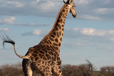 Namibia: Wie Tierschutz und Tourismus zusammenhängen - Giraffe im Nationalpark Etosha: Wildtiere sind ein Grund, aus dem Touristen nach Namibia kommen.