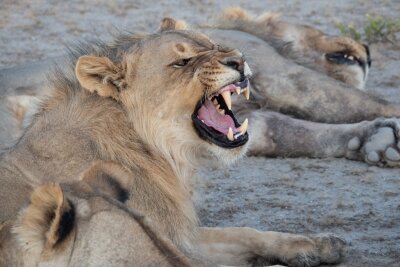 Namibia: Wie Tierschutz und Tourismus zusammenhängen - Löwenzähne in Sicht: In privaten Wildreservaten, den sogenannten Game Reserves, kommt man den Tieren oft näher als im Nationalpark Etosha.