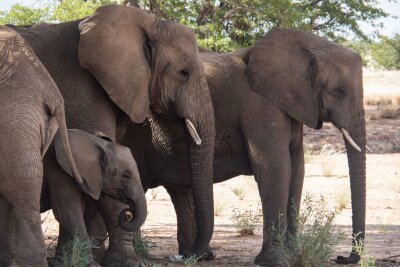 Namibia: Wie Tierschutz und Tourismus zusammenhängen - Im Schutz des Schattens: Elefanten während einer Beobachtungstour.