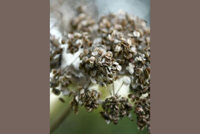 "Natur im Fokus": Mittelsächsin lädt zu ihrer ersten Fotoausstellung - Für Alexandra ist jedes Bild eine Geschichte, die sie mit der Kamera erzählt.