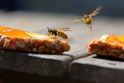 Nervige Tischgäste: So lenken Sie Wespen ab - Unliebsame Gäste: Wespen lassen sich mit reifem Obst oder einem Stückchen Fleisch vom Esstisch weglocken.