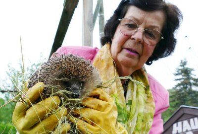 Neue Zschopauer Igel-Ranch kurz vor der Einweihung - In der Tierschutzstation haben sich Christine Grzelka und ihre Helfer schon um unzählige Igel gekümmert.