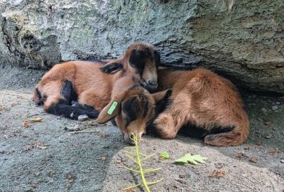 Neues aus dem Tierpark: Eine Oase der Tierwelt in Sachsen - Neues aus dem Tierpark. Foto: Lena Hentsch