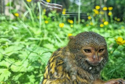 Neues aus dem Tierpark: Eine Oase der Tierwelt in Sachsen - Neues aus dem Tierpark. Foto: Lena Hentsch