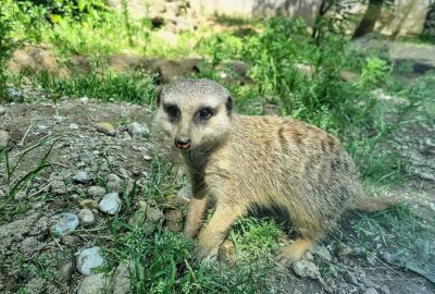 Neues aus dem Tierpark: Eine Oase der Tierwelt in Sachsen - Neues aus dem Tierpark. Foto: Lena Hentsch