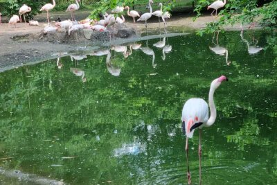 Neues aus dem Tierpark: Eine Oase der Tierwelt in Sachsen - Neues aus dem Tierpark. Foto: Lena Hentsch