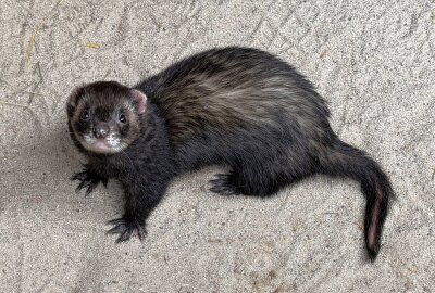 Neuzugang im Auer Minizoo bringt Aktion in die Gruppe - Im Auer Zoo der Minis gehören auch Frettchen zu den Bewohnern. Foto: Ralf Wendland