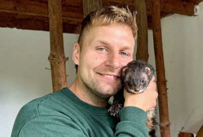 Neuzugang im Auer Minizoo bringt Aktion in die Gruppe - Zootierpfleger Peter Hömke mit einem der Frettchen. Foto: Ralf Wendland