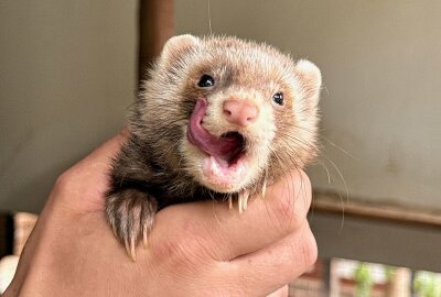 Neuzugang im Auer Minizoo bringt Aktion in die Gruppe - Im Auer Zoo der Minis gibt es einen Neuzugang bei den Frettchen. Foto: Ralf Wendland