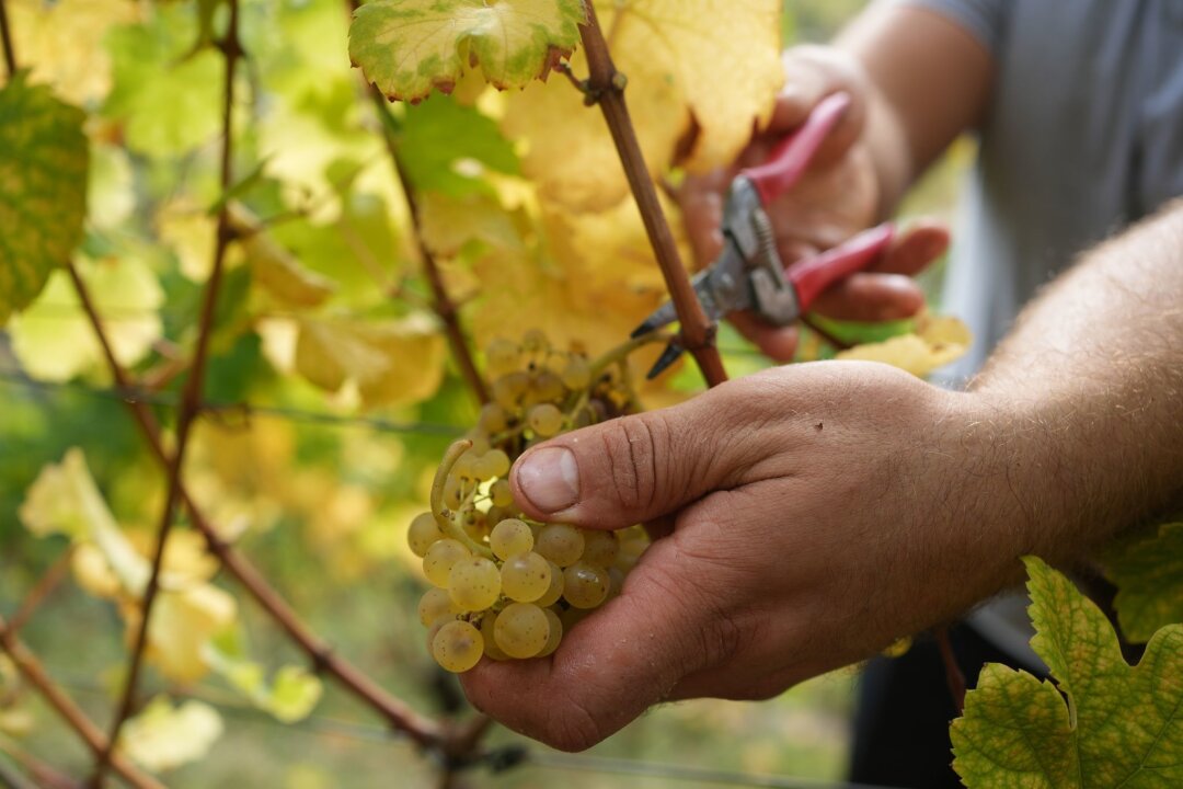 Nicht üppig, aber fein: Wie der Weinjahrgang 2024 wird - Das regenreiche Jahr beschert den Winzern 2024 Weine mit ausgeprägter Mineralität.