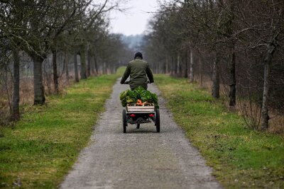 Ökolandfläche in Sachsen seit 2015 verdoppelt - Der Ökolandbau in Sachsen wächst. (Archivbild)