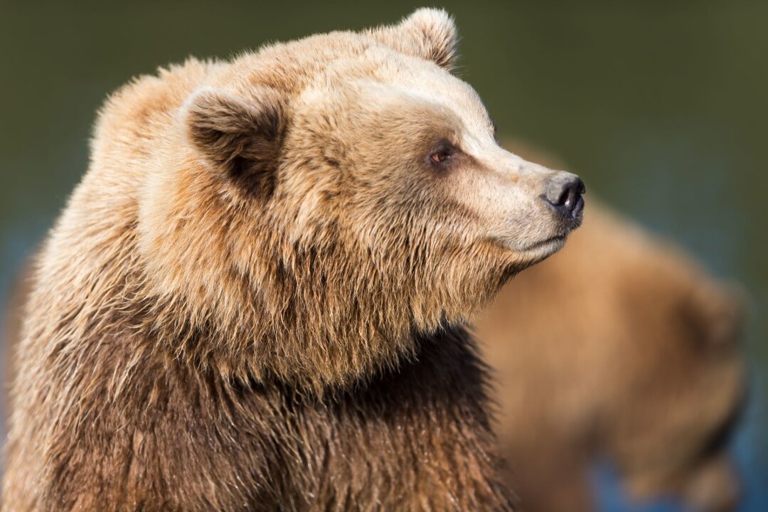 Outdoor-Urlaub: Wie man Begegnungen mit Bären vermeidet - Bären, natürlich auch Braunbären (Bild), orientieren sich hauptsächlich am Geruch und am Hören.