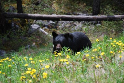 Outdoor-Urlaub: Wie man Begegnungen mit Bären vermeidet - Ein Schwarzbär in den kanadischen Rocky Mountains wandert durchs Gras.