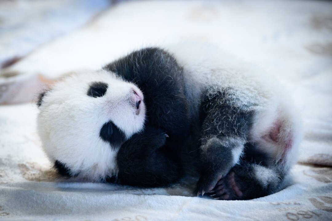 Panda-Babys: Zehntausende besuchen den Berliner Zoo - Knapp zwei Monate sind die Panda-Babys alt - und mittlerweile können sie auch die Augen öffnen. (Archivbild)