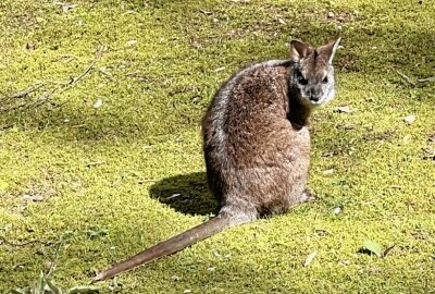 Parmakänguru gehört zu den kleinsten Kängurus - Im Auer Zoo der Minis leben fünf Parmakänguru - ein männliches Tier und vier Weibchen. Foto: Ralf Wendland