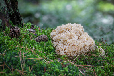 Pilzguide: Diese Pilze sind essbar - Krause Glucke.