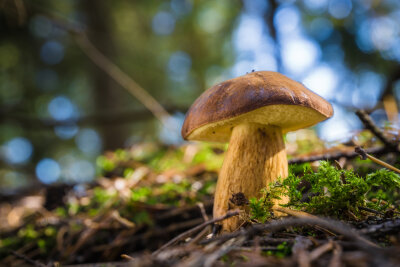 Pilzguide: Diese Pilze sind essbar - Maronenröhrling.