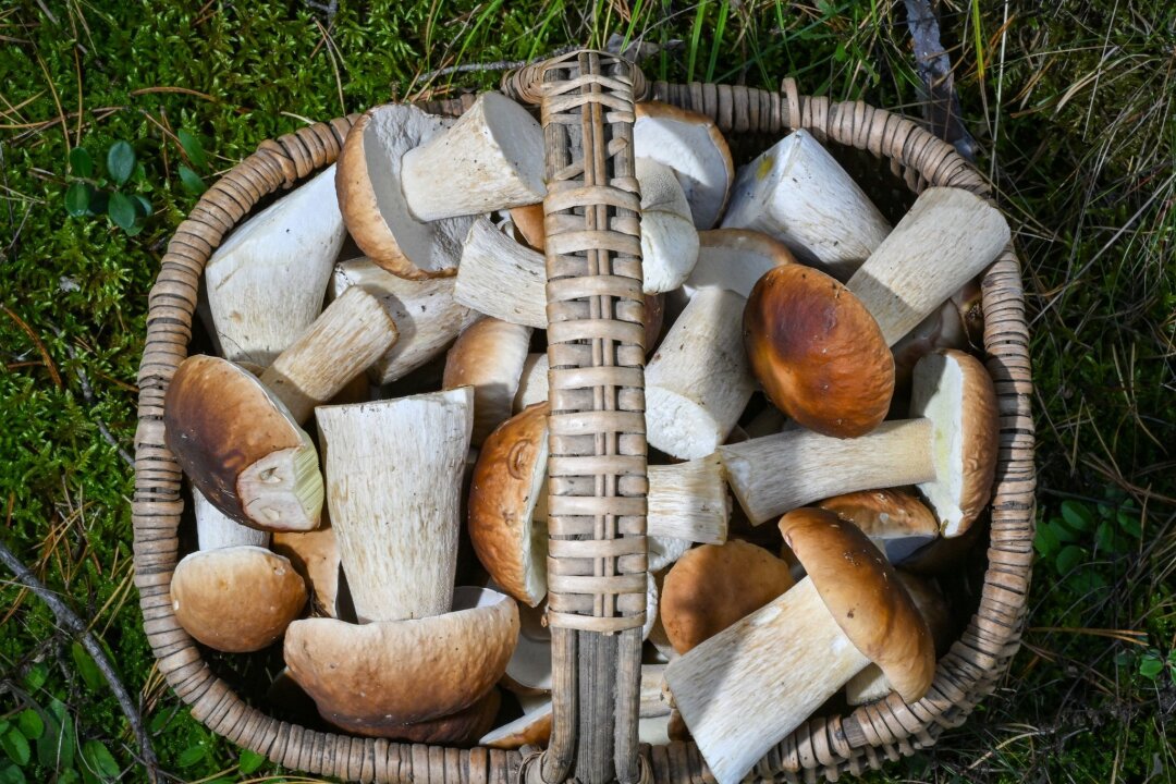 Pilzsaison auf Hochtouren - Champignons oft verwechselt - Auch in Sachsens Wäldern machen Pilzsammler derzeit reiche Beute (Archivbild)