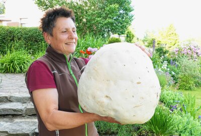 Pilzsammlerin aus Börnichen entdeckt riesigen Riesenbovist - Den 4,6 Kilogramm schweren Pilz nach Hause zu bringen, war gar nicht so einfach. Foto: Andreas Bauer