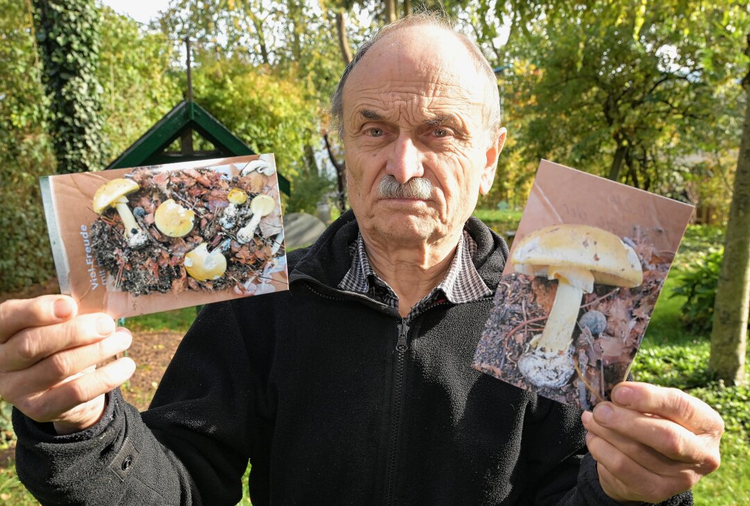 Pilzschwemme im Erzgebirge: Warum dennoch große Vorsicht geboten ist - Frank Demmler warnt vorm Grünen Knollenblätterpilz, der auch in der Region bereits gefunden worden ist. Foto: Ralf Wendland