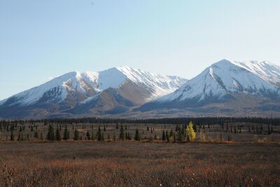 Polarlichter am Highway - Herbstlicher Roadtrip in Alaska - Nicht jede Ecke in Alaska ist während des Herbsts bunt. Es gibt auch die dunklen buschigen Landschaften wie hier.