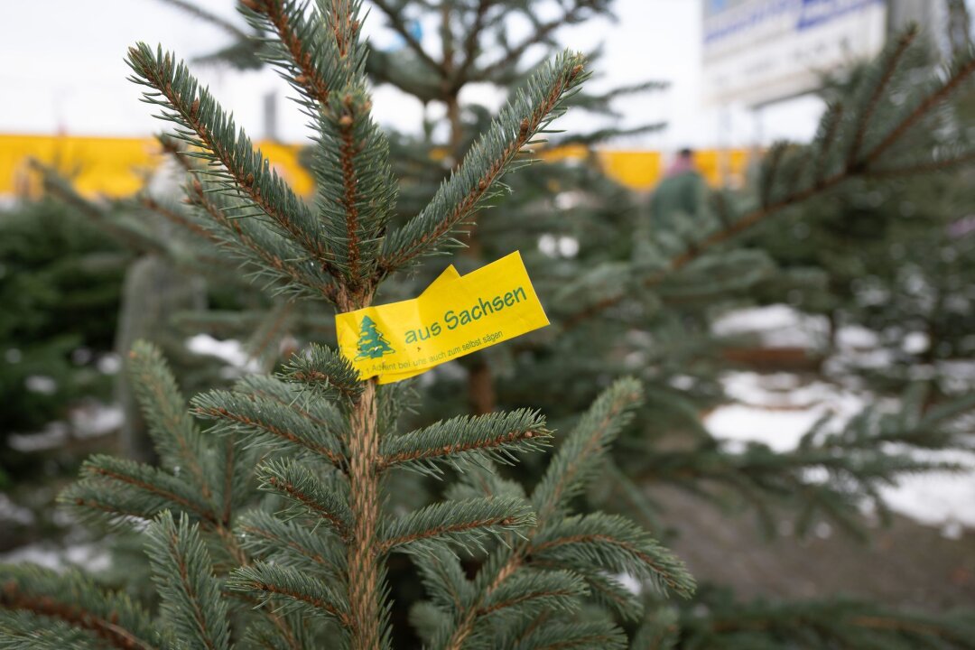 Preise für Weihnachtsbäume in Sachsen weitestgehend stabil - Die Preise für Weihnachtsbäume in Sachsen bleiben weitestgehend gleich - es gibt punktuelle Unterschiede. (Symbolbild)