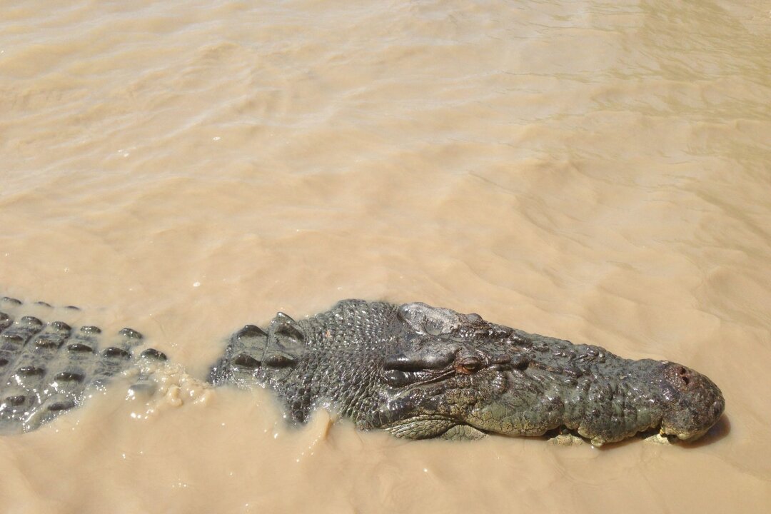 "Problemkrokodil" in Australien gefangen und verspeist - Vom Angreifer zum Festessen: Über Monate lauert ein Krokodil Einwohnern einer australischen Aborigine-Gemeinde auf. Bis sich die Menschen wehren. (Symbolbild)