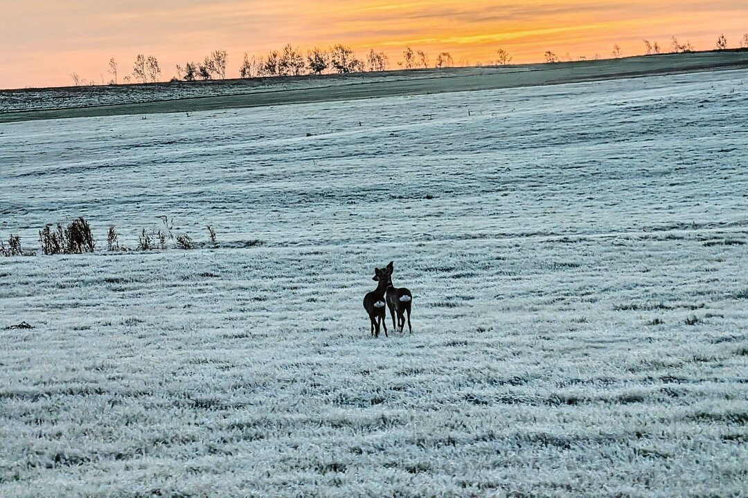 Rehe im Sonnenaufgang beim ersten Frost - Rehe im Sonnenaufgang beim ersten Frost. Foto: Erik Hoffmann