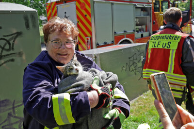 Rettungsaktion: Anwohner hören Miauen aus Kleidercontainer - In Glauchau kam es zu einer Rettungsaktion einer Katze. Foto: Andreas Kretschel